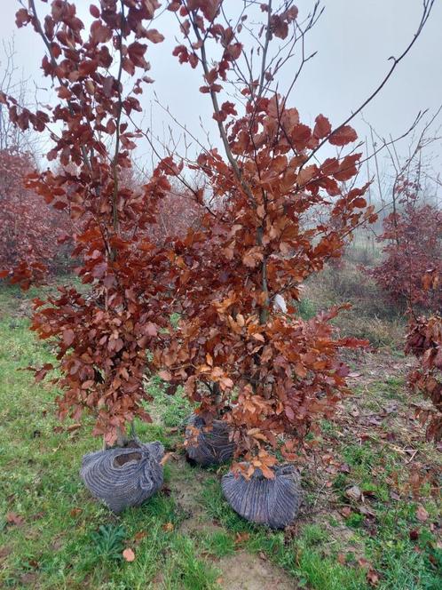 Haie de hêtres: grandes plantes de haie, Jardin & Terrasse, Plantes | Arbustes & Haies, Haie, Haie de hêtre, 100 à 250 cm, Enlèvement