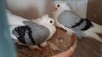 Pigon, Dieren en Toebehoren, Vogels | Duiven