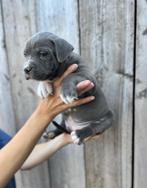Stoere Amerikaanse Stafford pups, België, CDV (hondenziekte), 8 tot 15 weken, American Staffordshire Terriër