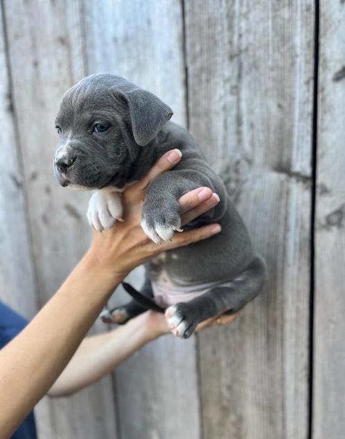 Stoere Amerikaanse Stafford pups, Dieren en Toebehoren, Honden | Jack Russells en Terriërs, Meerdere dieren, American Staffordshire Terriër