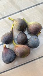 Verse vijgen, Ophalen