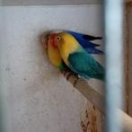 Fischerie, Dieren en Toebehoren, Geslacht onbekend, Dwergpapegaai of Agapornis