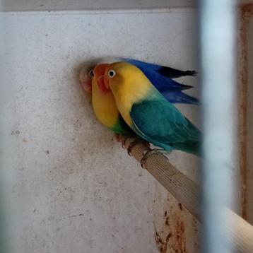 Fischerie, Sexe inconnu, Perroquet nain ou Inséparable