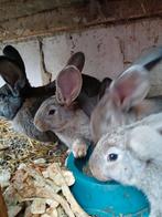 Jonge Vlaamse reus konijntjes 8 weken oud, Dieren en Toebehoren, Meerdere dieren, Groot, 0 tot 2 jaar