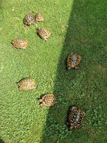 Tortues terrestres