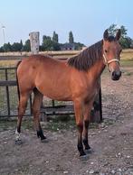 Prestatie stamlijn jumping merrie, Merrie, Springpaard, Minder dan 160 cm, Gechipt