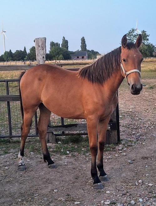 Prestatie stamlijn jumping merrie, Dieren en Toebehoren, Paarden, Merrie, Onbeleerd, Minder dan 160 cm, 0 tot 2 jaar, Springpaard