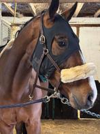 Ruin 2020, Dieren en Toebehoren, Paarden, Ruin