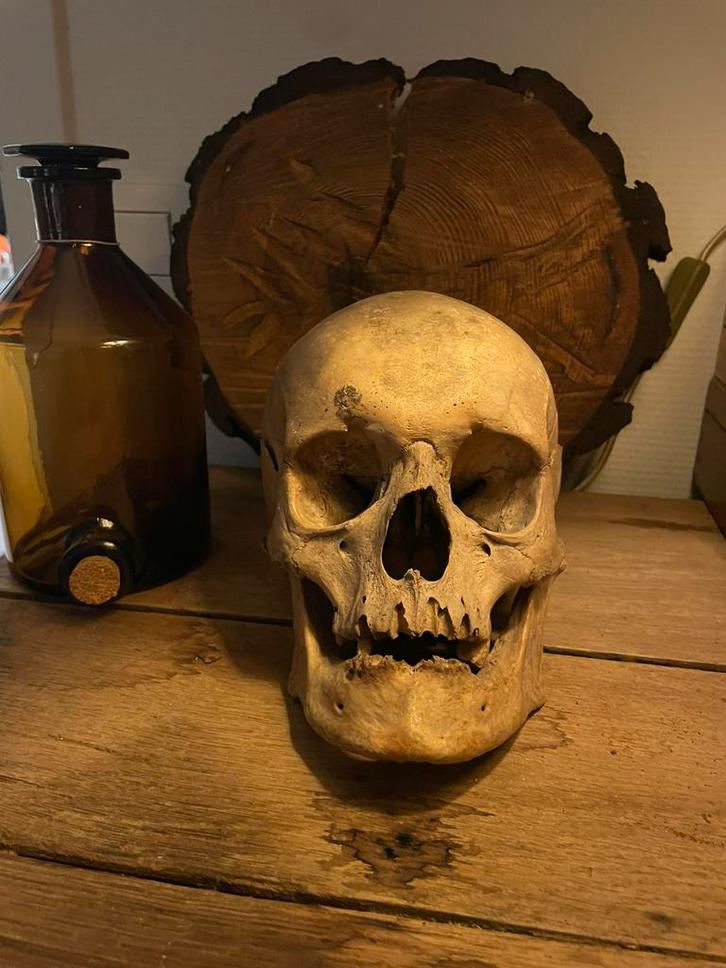 Menselijke schedel 1900 origineel, Antiquités & Art, Curiosités & Brocante, Enlèvement ou Envoi