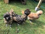 padua kippen groothoenders 7stuks   20 weken