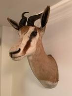 Trophee springbok, Enlèvement, Utilisé