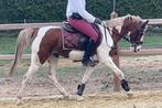 C pony 12 jaar 1.34 m allround kindvriendelijk, Dieren en Toebehoren, Pony's, Ruin, M, Springpony, C pony (1.27m tot 1.37m)