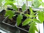 tomatenplanten, Jardin & Terrasse, Plantes | Jardin, Plein soleil, Enlèvement