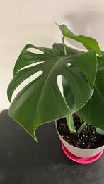 Monstera, Enlèvement ou Envoi