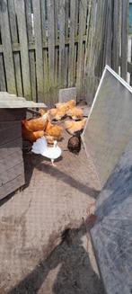 Cochin kriel hennetjes sierkippen, Dieren en Toebehoren, Vrouwelijk, Kip