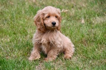 Cockapoo pups te koop beschikbaar voor biedingen