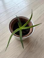 Aloe Vera candelabra, Huis en Inrichting, Kamerplanten, Vetplant, In pot, Minder dan 100 cm, Groene kamerplant
