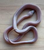Korenslang, 11 maand, soort: Hypo Pewter Stripe, Slang