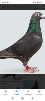 Reisduivin gezocht, Dieren en Toebehoren