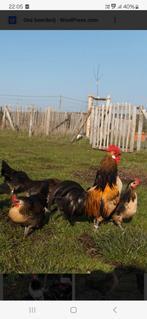 Ik zoek engelse kippen krielen ( regio Oost vlaanderen)