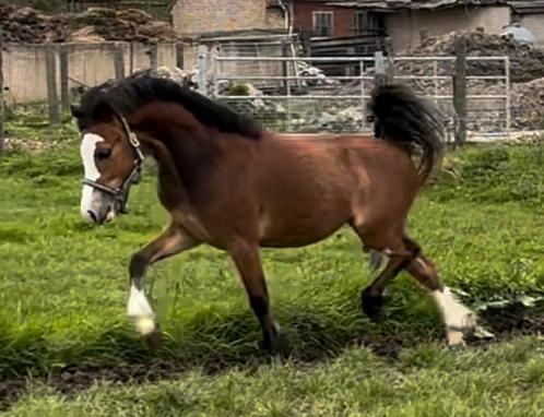 2 jarige Welsh A hengst, Dieren en Toebehoren, Pony's, Hengst, Z