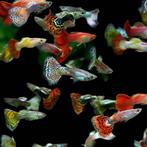 Hobbyaquarium gup snakeskinn/Endler/Platinum, Dieren en Toebehoren, Vis, Zoetwatervis, Schoolvis