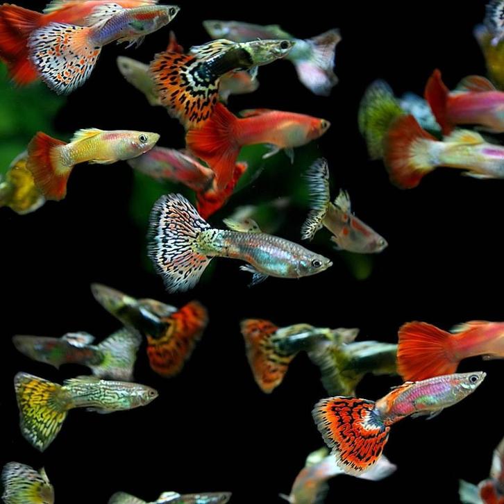Hobbyaquarium gup snakeskinn/Endler/Platinum, Dieren en Toebehoren, Vissen | Aquariumvissen, Zoetwatervis, Vis, Schoolvis