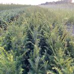 Taxus baccata aan promoprijzen!, Ophalen, Taxus