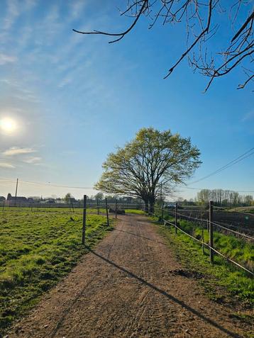 Paddock paradise/equi habitat, Dieren en Toebehoren, Weidegang, 4 paarden of pony's of meer
