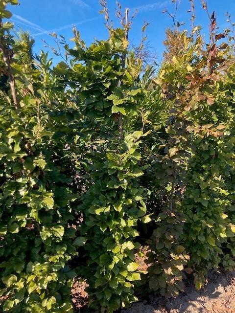 Overstock Fagus sylvatica beukenhaag 180/+ met kluit, Tuin en Terras, Planten | Struiken en Hagen, Haag, Beukenhaag, 100 tot 250 cm
