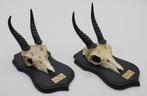 2 x schedel MOUNTAIN REEDBUCK op solide zwart houten schild, Crâne, Animal sauvage, Utilisé, Enlèvement ou Envoi