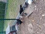 Ayam cemani kippen, Dieren en Toebehoren, Pluimvee