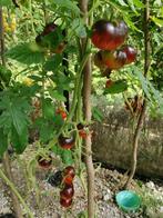 5 zaden tomaat Queen of the Night - biologische teelt, Verzenden, Voorjaar, Volle zon, Zaad