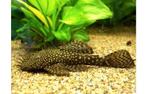Ancistrus couple, pleco / L144 kweek groepjes., Dieren en Toebehoren, Vissen | Aquariumvissen, Vis, Zoetwatervis