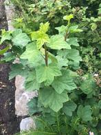 Aalbes rode 5euro stevige plant, Ophalen of Verzenden