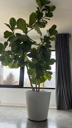 Ficus lyrata +/- 2 meter hoog zonder pot., Huis en Inrichting, Ophalen, Ficus, Halfschaduw, 150 tot 200 cm