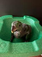 Edelpapegaai man, Dieren en Toebehoren, Vogels | Parkieten en Papegaaien, Geringd