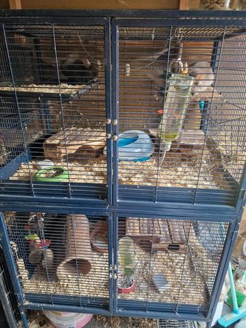 Savic royal kooi met inrichting en chinchillas beschikbaar voor biedingen