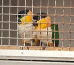 Bewezen koppel zwartkop caiques