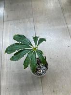 Anthurium Polyschistum, Huis en Inrichting, Kamerplanten, Ophalen of Verzenden