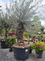 Olijfboom Olea Europaea, Tuin en Terras, Planten | Bomen, Ophalen, Olijfboom