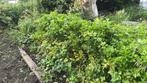 Légume céleri vert, Tuin en Terras, Plantenvoeding