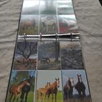 postkaarten Paarden, Collections, Cartes postales | Animaux, Cheval, Enlèvement ou Envoi