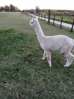 Alpaca, Dieren en Toebehoren