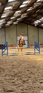 Springpony / eventing pony met veel kwaliteit, Dieren en Toebehoren, Pony's, Springpony, 11 jaar of ouder, D pony (1.37m tot 1.48m)