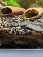 Blauwe garnalen, Dieren en Toebehoren