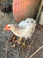 Groenlegger haan (araucana/silverudds blå) lente 2025, Dieren en Toebehoren, Pluimvee