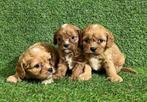 Cavapoo pups, Dieren en Toebehoren, België, 15 weken tot 1 jaar, CDV (hondenziekte), Meerdere