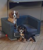 Leuke cavalier king charles reutjes, Dieren en Toebehoren, Honden | Chihuahua's en Gezelschapshonden, België, CDV (hondenziekte)