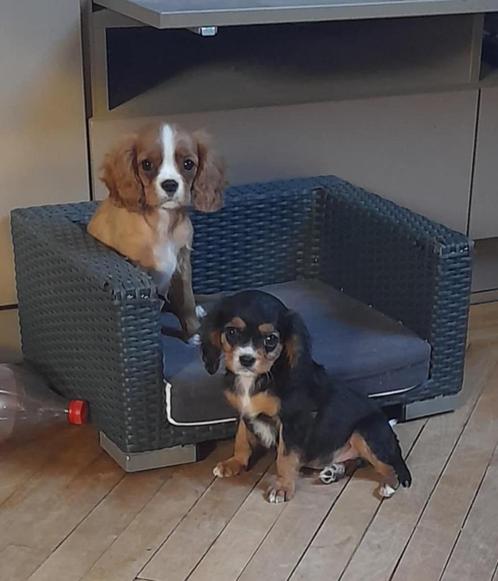 Leuke cavalier king charles reutjes, Dieren en Toebehoren, Honden | Chihuahua's en Gezelschapshonden, Reu, Overige rassen, Fokker | Professioneel